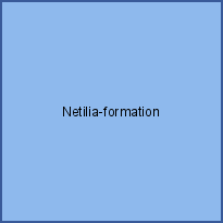 Netilia-formation
